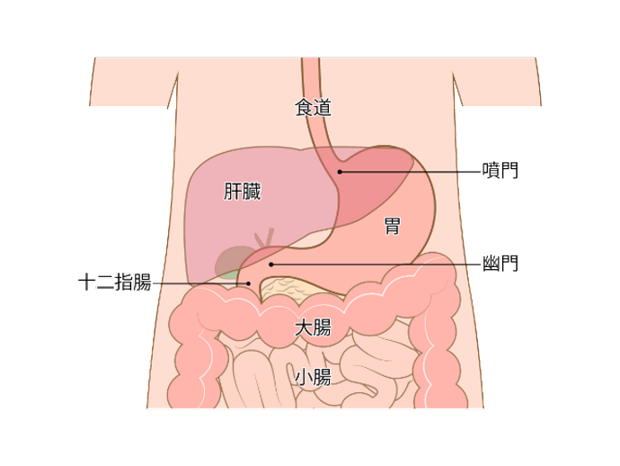 胃をはじめとした臓器の説明図