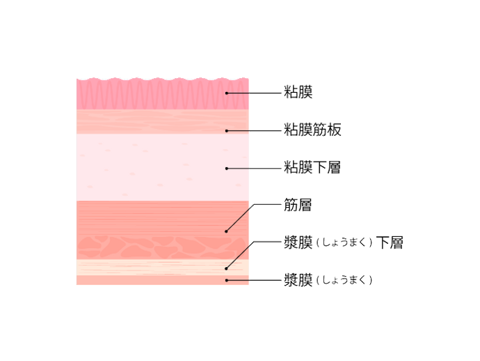 胃壁の層