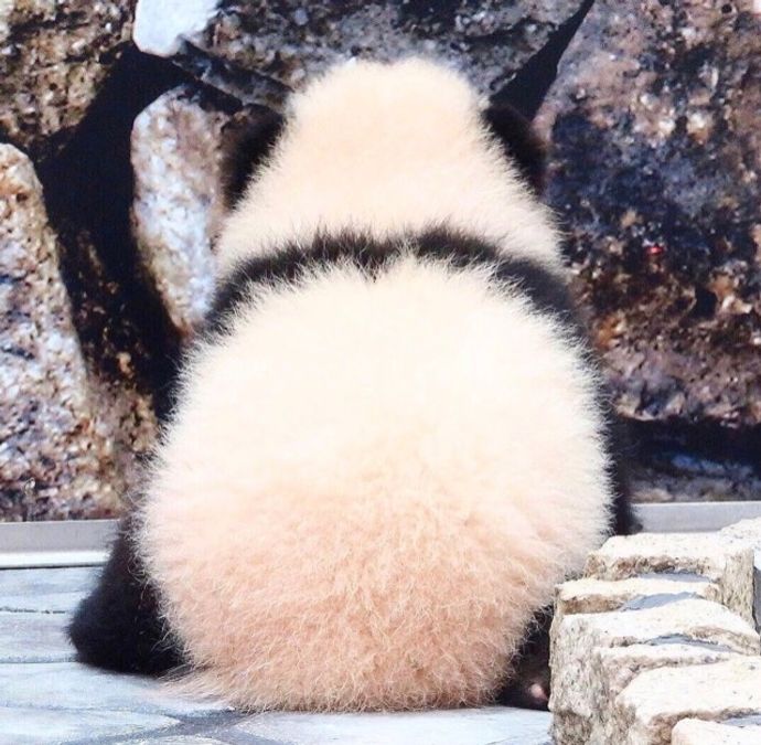 Pandaさんのプロフィール画像