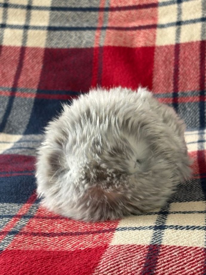 ぴろJさんのプロフィール画像