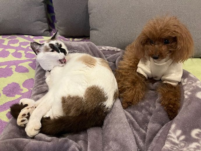 コロママさんのプロフィール画像