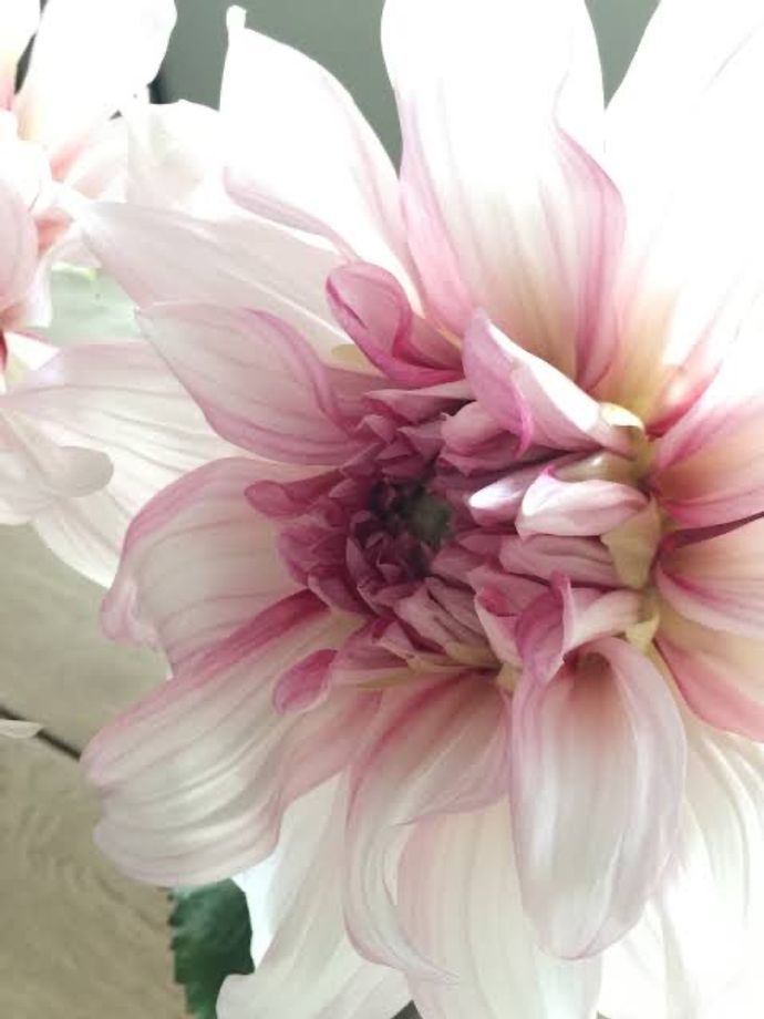 きゃんゆさんのプロフィール画像