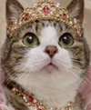 くまねこさんのプロフィール画像