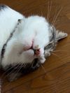gosoさんのプロフィール画像