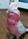 ミチャボさんのプロフィール画像